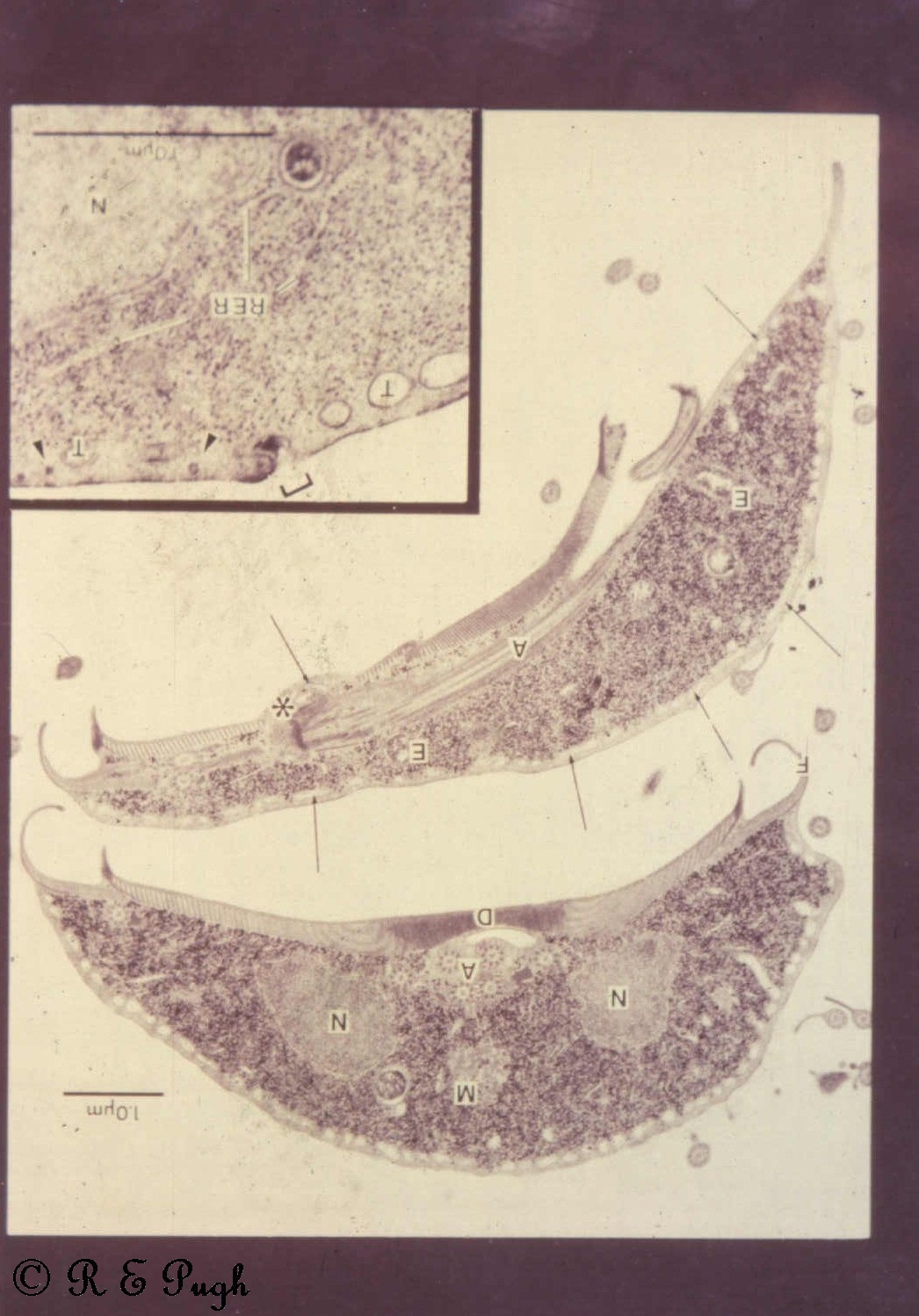 a giardia muris nagysága