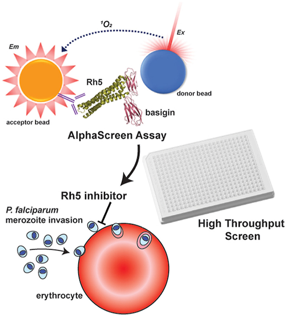 Development and application of a high-throughput screening assay for identification of small molecule inhibitors of the P. falciparum reticulocyte binding-like homologue 5 protein