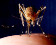 ist1_3834718-mosquito